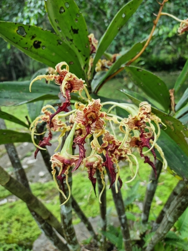 Dendrobium spectabile observed 2023-05-08