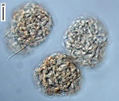 Clathrosporium