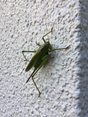 Tettigonia orientalis