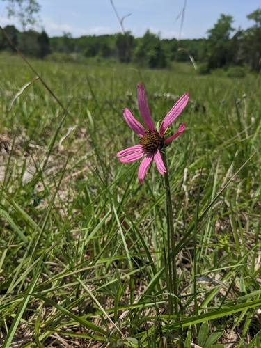 Image of Echinacea tennesseensis by (c) Alaina Krakowiak, some rights reserved (CC BY)