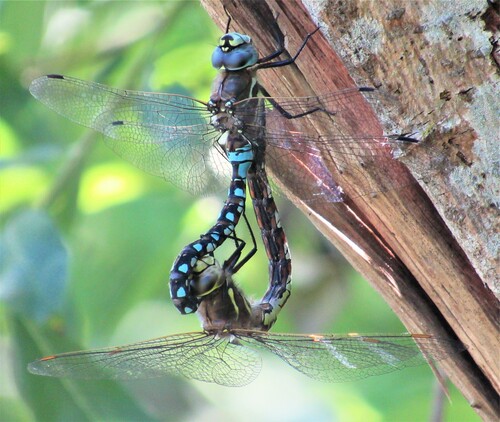 California Darner photo 4