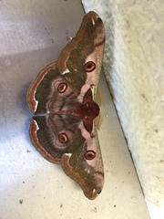Saturnia jonasii jonasii