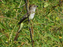 Myiarchus cinerascens