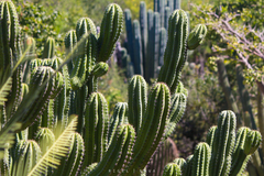 Myrtillocactus schenckii