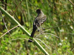 Myiarchus cinerascens