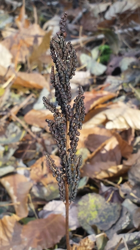 Onoclea sensibilis