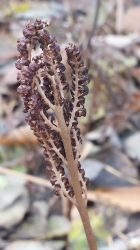 Onoclea sensibilis