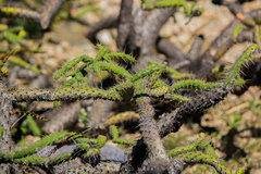 Opuntia pumila