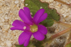 Okenia hypogaea