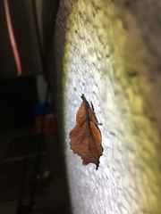 Gastropacha orientalis