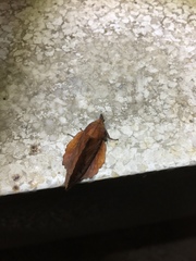 Gastropacha orientalis