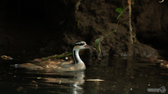 Sungrebe photo 3
