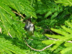 Myiarchus tyrannulus