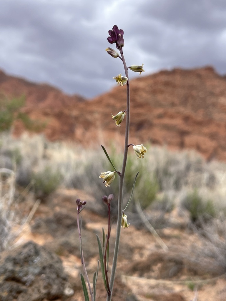 Fiddle Mustard from Washington County, UT, USA on April 3, 2023 at 11: ...