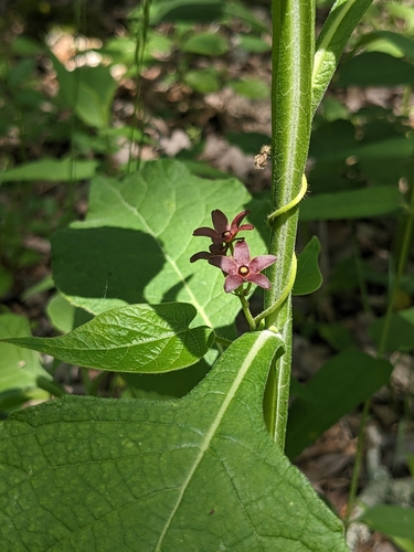 Image of Matelea carolinensis by (c) Alaina Krakowiak, some rights reserved (CC BY)