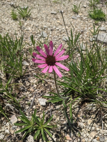 Image of Echinacea tennesseensis by (c) Alaina Krakowiak, some rights reserved (CC BY)
