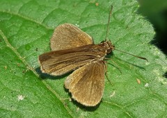 Callimormus juventus