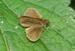 Callimormus juventus