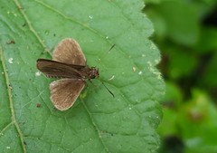 Callimormus juventus