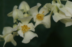 Antigonon flavescens