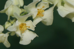 Antigonon flavescens