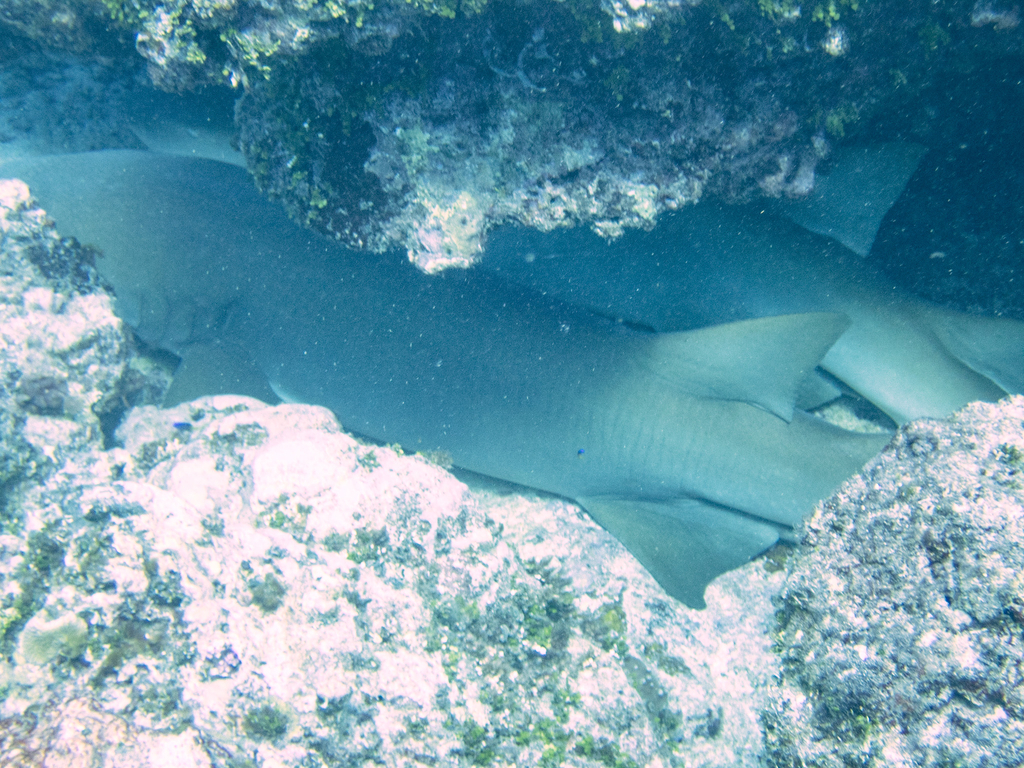 Tawny nurse shark lying beneath a rocky reef ledge