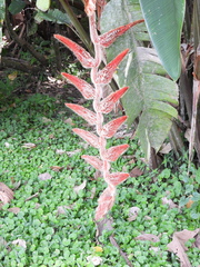Heliconia vellerigera image