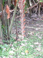 Heliconia vellerigera image