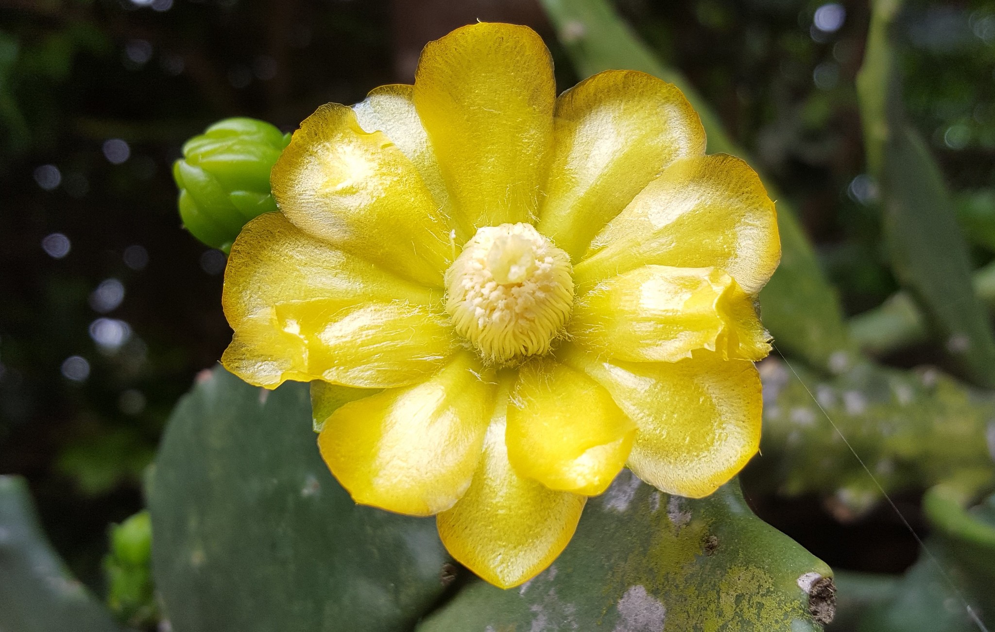 Brasiliopuntia