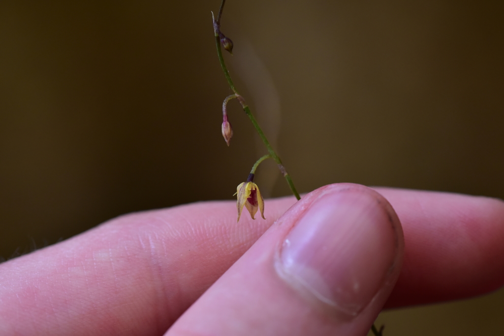 Teagueia jostii