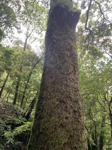 Quercus gilva iNat (3)
