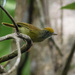 Tawny-crowned Greenlet - Photo (c) Juan Bou Riquer, some rights reserved (CC BY-NC-SA), uploaded by Juan Bou Riquer