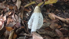 Phallus merulinus