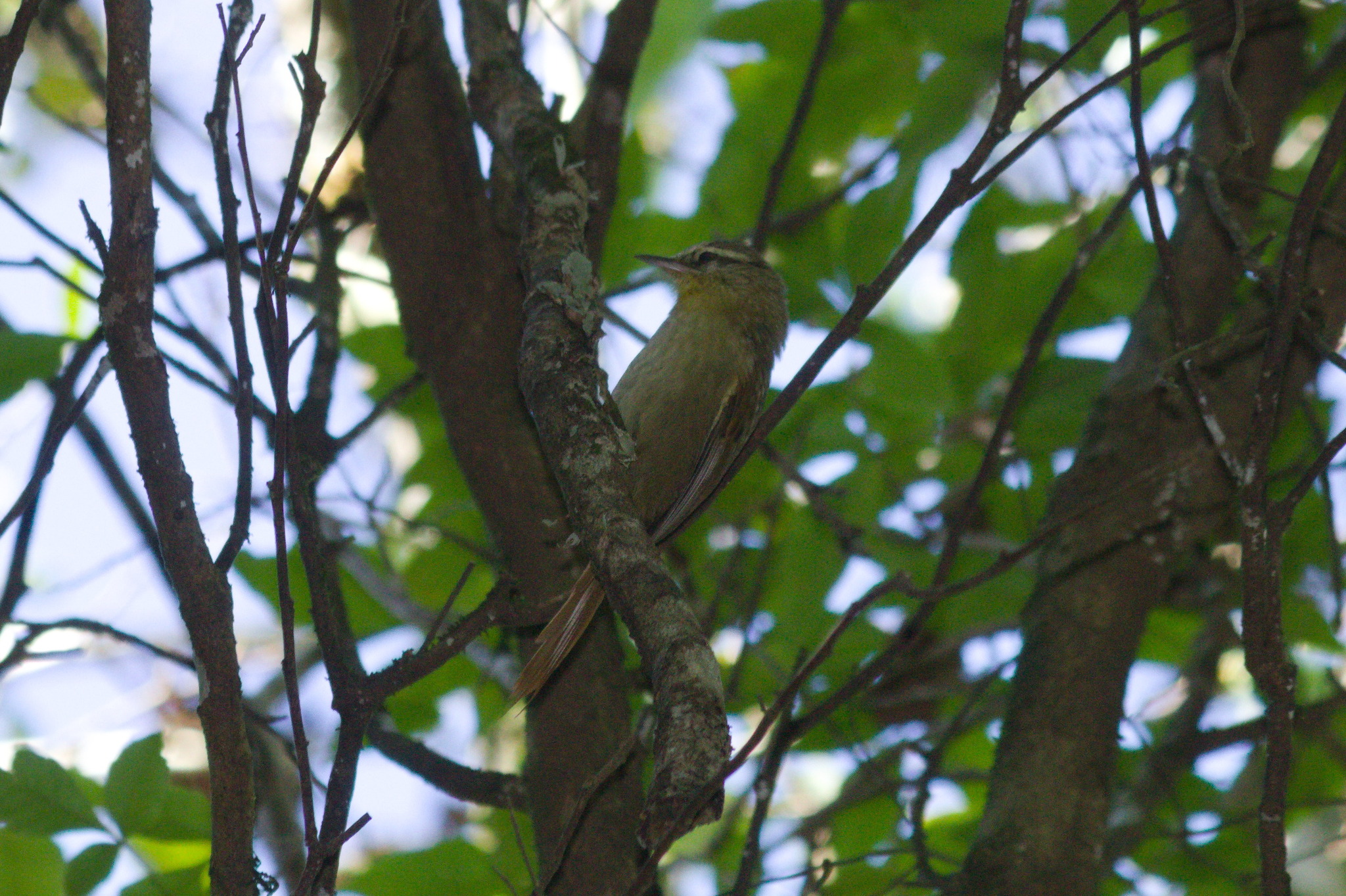 Olive Spinetail (Cranioleuca obsoleta), photo 9