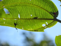 Trachelophorus giraffa