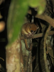 Microcebus lehilahytsara