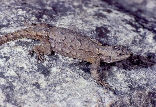 Lemos-Espinal's Spiny Lizard