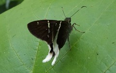 Telegonus chalco
