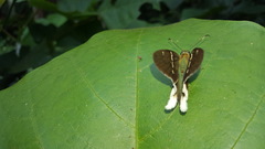 Telegonus chalco
