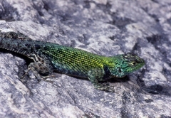 Sceloporus taeniocnemis