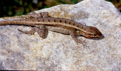 Teapen Rosebelly Lizard