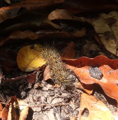 Pseudautomeris salmonea