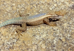 Sceloporus licki