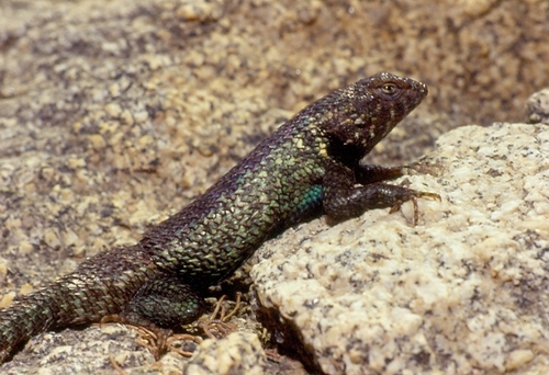 Hunsaker's Spiny Lizard