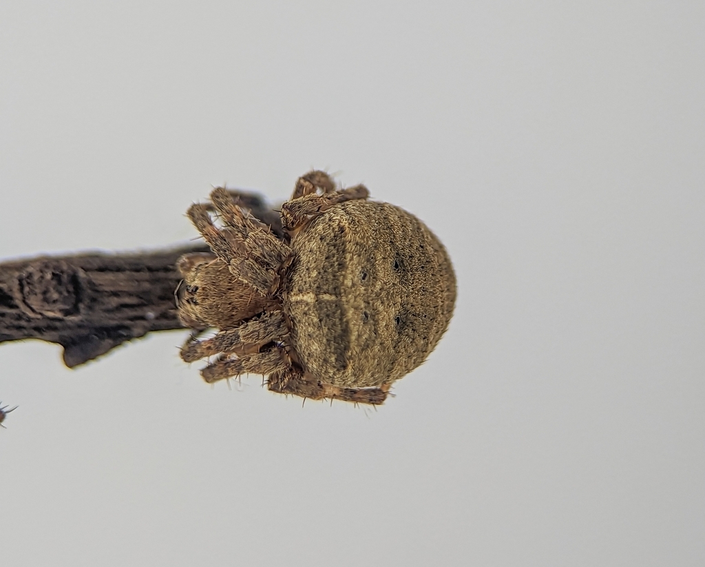 Ocrepeira venustula