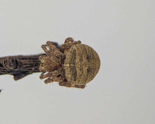 Ocrepeira venustula