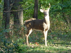Odocoileus virginianus