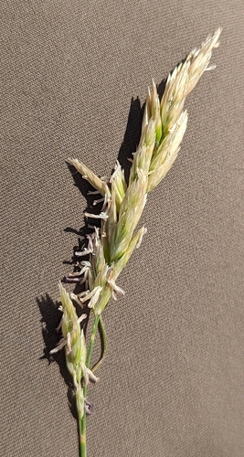 Image of Poa macrantha by (c) John A Haskins, some rights reserved (CC BY)