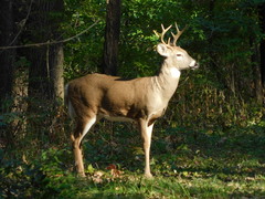 Odocoileus virginianus