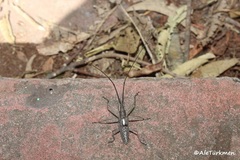 Neoptychodes trilineatus